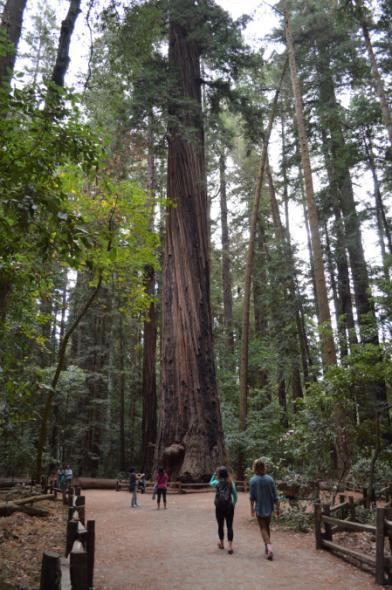 Field Trip #1: Henry Cowell State Park Lab #3 Friday, April 27 th Meet in main parking lot @ 11:20 am til 1:20pm Travel time will be included in the lab time getting to