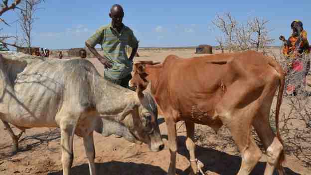 WFP 43 year old Bokor Mussa lost 13 cattle in the drought in Ethiopia Aid agencies like Oxfam are worried that the impacts of the continuing El Nino in 2016 will add to existing stresses such as the