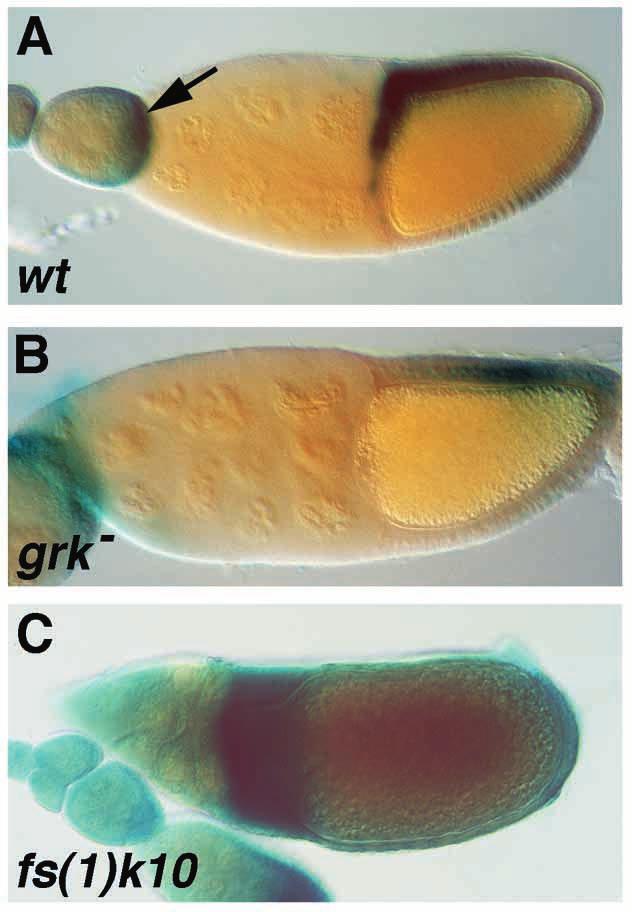 Sprouty inhibits RTK signaling 4141 Fig. 2. Expression of sprouty in the ovary is induced by EGFR.