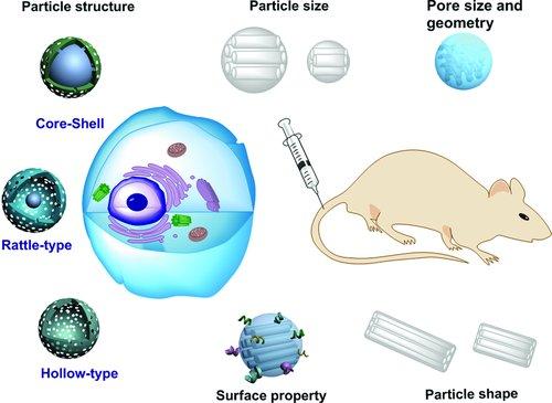 Biocompatibility and Biotranslocation of MSNs in vitro cellular uptake, intracellular translocation and cytotoxicity in vivo biodistribution, biodegradation, excretion, and