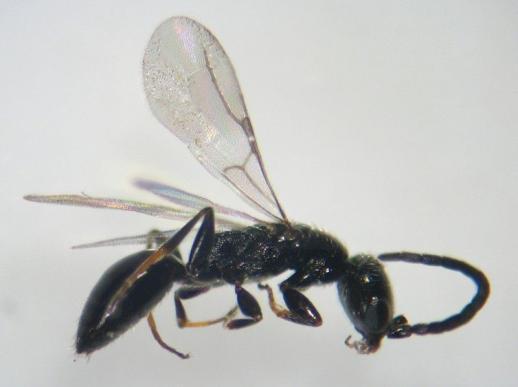4. BETHYLIDAE They are ant like, black coloured wasps. Females of many species are wingless.