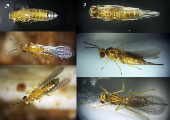 6. EULOPHIDAE They are minute pupal parasites. Forewing is narrower with pubascence on the wing lamina. Hairs are not arranged in rows. Ovipositor is present almost at the tip of the abdomen.