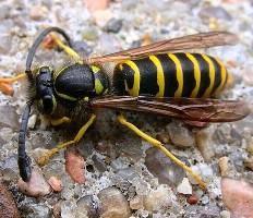 Abdomen is conical They construct nest with `wasp paper', a substance made from fragments of chewed wood mixed with saliva.