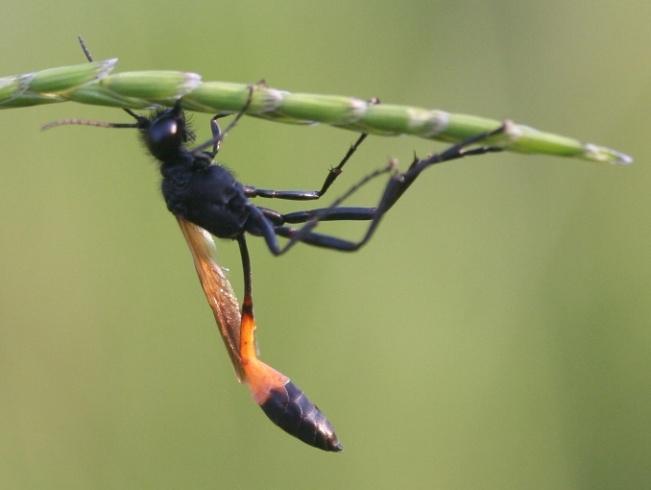 11. SPHECIDAE (Thread waisted wasp, Digger wasp, Mud dauber) Lateral extensions of the pronotum form rounded lobes Petiole is slender. Nests are constructed by using mud or dug out in ground.