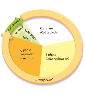 The Eukaryotic Cell Cycle The eukaryotic cell cycle consists of four phases: G1, S, G2, and M.