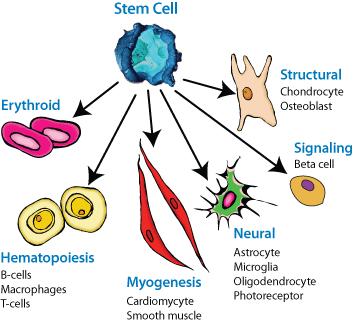 Cell Specilization The process by which cells become specialized is known as differentiation.