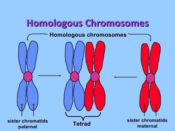 DNA coils tightly into chromosomes SYNAPSIS: pairing of homologous chromosomes during meiosis TETRAD: four