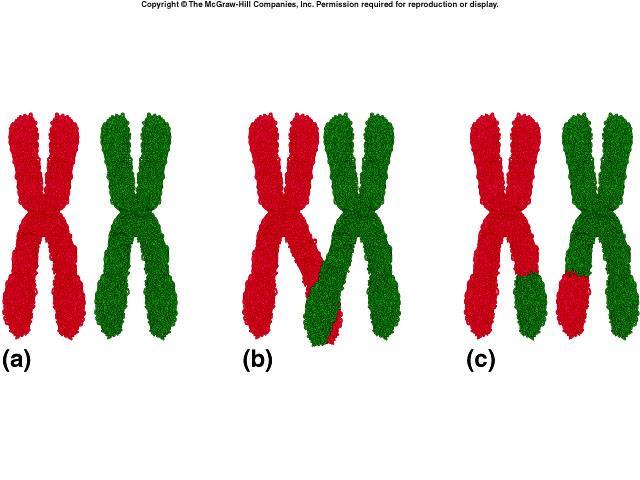 CROSSING-OVER: exchange of genetic material between homologous chromosomes that can result in genetic recombination