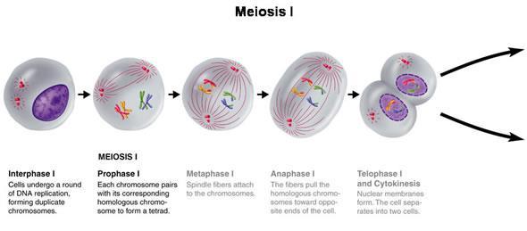 Meiosis II o Prophase II 2 genetically different cells Spindle fibers form o Metaphase II