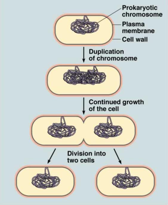 chromosomes 6:3 Cell Division in Prokaryotes ASEXUAL REPRODUCTION: production of offspring from one parent Example: o BINARY FISSION: a form of asexual reproduction in single-celled