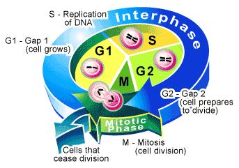 cells are at some point in the cycle at all times.