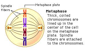 chromosomes into two new cells. FOUR PHASES OF MITOSIS 1.
