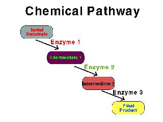 Enzymes and Chemical Reactions I. Organisms as improbable arrangements of matter: Matter - anything that has mass and occupies space.