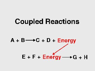 Where does the energy come from to run endergonic reactions in the cells of living organisms? Answer: Endergonic reactions are coupled to exergonic ones. 7.