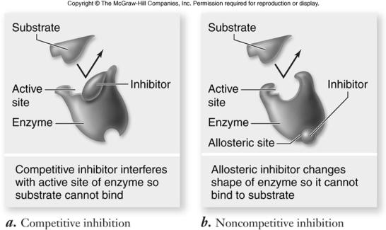 Enzymes Inhibitors are molecules that bind to an enzyme to decrease enzyme activity.