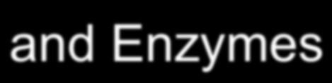 Enzymes  2.