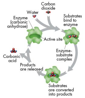 The Enzyme-Substrate Complex The reactants of enzymecatalyzed reactions are known as substrates.