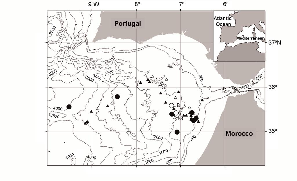 OCCURRENCE OF NATSUSHIMA BIFURCATA IN GULF OF CADIZ 99 TABLE 2. Infestation rates; number of specimens of Natsushima bifurcata and Acharax sp. collected in each mud volcano (Number of N.