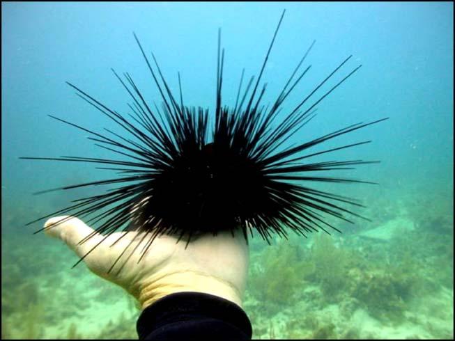 What larval culture of Diadema antillarum, the long-spined sea urchin, the keystone