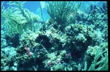 Our coral reefs can not be ecologically restored unless Diadema return to these reefs in ecologically functional numbers.
