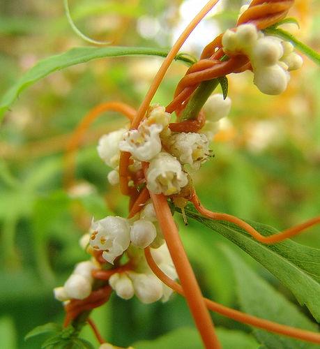 Dodder Symptoms (7) Dodder flowers Dodder has masses of flowers in late spring which quickly produce seed that drop into the soil.