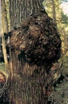 Dwarf Mistletoe Symptoms (5) Damage from dwarf mistletoe on trunk The damage resembles a burl but the wood quality is very poor The