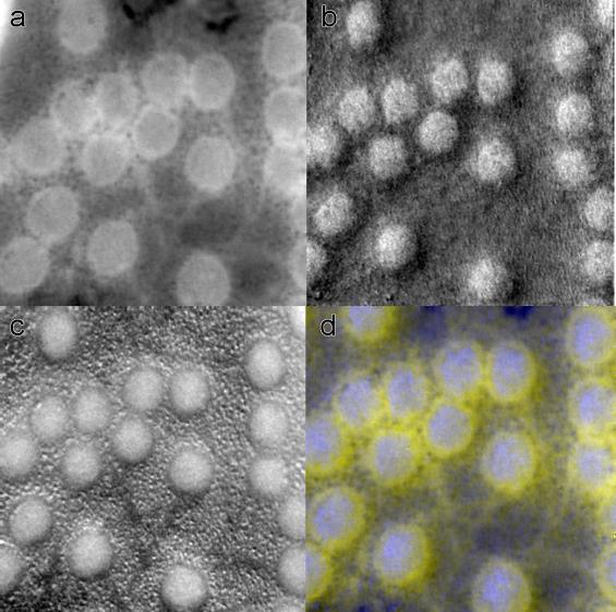 EFTEM images of λ phage (virus) a) C map, b) P map, c) Mg map d) combination of the carbon and phosphor maps, carbon