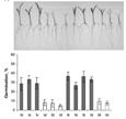 126: 125-1213; Ishikawa, S., et al. (25). Suppression of tiller bud activity in tillering dwarf mutants of rice. Plant Cell Physiol.