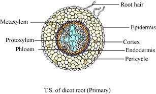 Question 4: Draw illustrations to bring out anatomical difference between (a) Monocot root and dicot root (b) Monocot stem and dicot stem (a)monocot