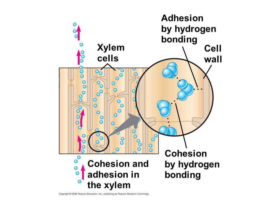 Adhesion S&cking of water