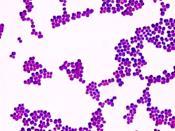 Positive Stained Purple Rods Genera Bacillus and Clostridium