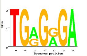 Motif Logo Motifs can mutate on non important bases The five motifs in five different genes have mutations in position 3 and 5