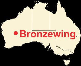 Bronzewing