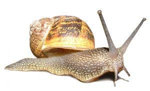 Physical Description of Specimen: has shell, slimy, has two antennae, has muscular foot.