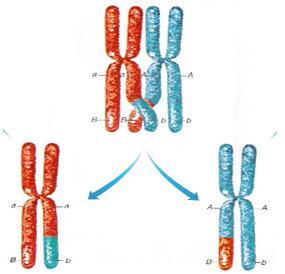 Meiosis creates (circle correct answer) 2 or 4 cells that are diploid or haploid.