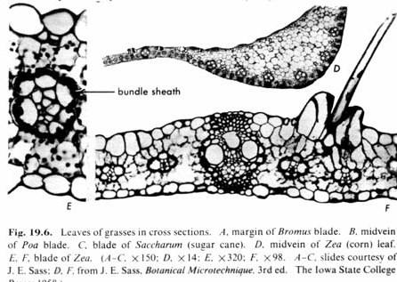 Function Stomates (stomata) Cuticle Guard Cell