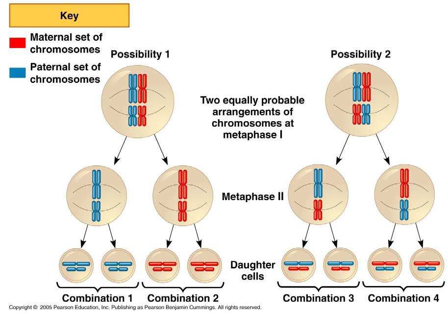 Independent assortment Metaphase II Sister chromatids line