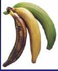 Contraband Detection the density of a plantain appears exactly the same as that of cocaine molded and painted to look like a plantain when both are put through an X-rayX ray When cargo and contraband