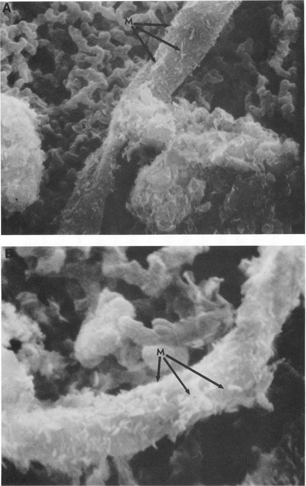 7 LAVIE AND STOTZKY APPL. ENVIRON. MICROBIOL. Downloaded from http://aem.asm.org/ on July 19, 218 by guest FIG. 7. Scanning electron micrograph of a mycelial fragment of H.
