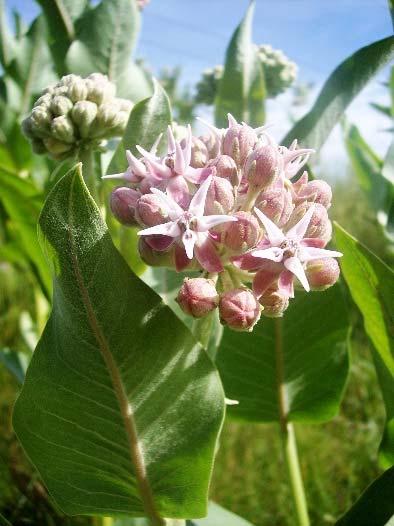 To prepare for the launch of Parks, Monarchs, and Milkweeds, BPR staff and volunteers spent much of 2015 identifying and mapping milkweed patches, as well as developing support material for the