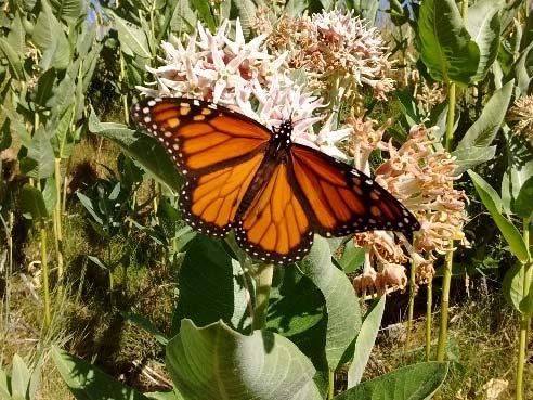 Male monarch nectaring on milkweed plant in Ann Morrison Park. larvae were seen at multiple sites within Kathryn Albertson Park throughout June and July.