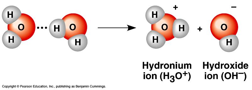 Dissociation of Water Molecules Occasionally, a hydrogen atom shared by two water molecules shifts from one molecule to the other.