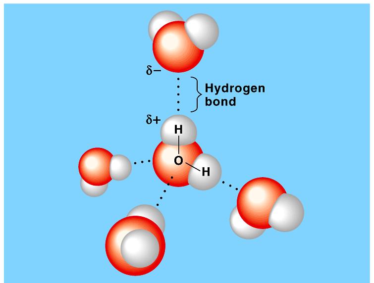 Water has a variety of unusual properties because of attractions between these polar molecules.
