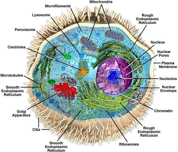 PROKARYOTIC CELL EUKARYOTIC CELL Whatareeukaryotes? If the cell has organelles that are held together by a membrane, the cell is called a eukaryote (yew kar ee AWT).