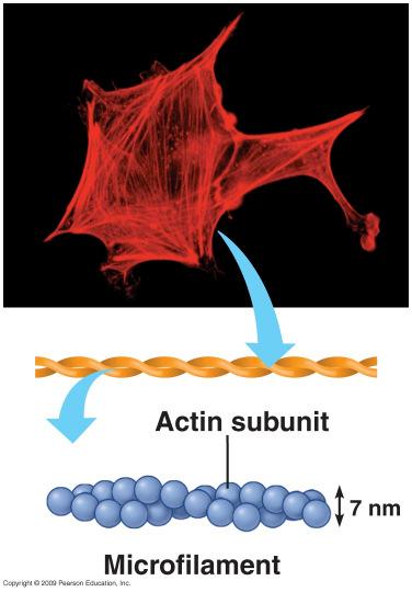 structure, and controls cell movement. A network of proteins make up the cytoskeleton.