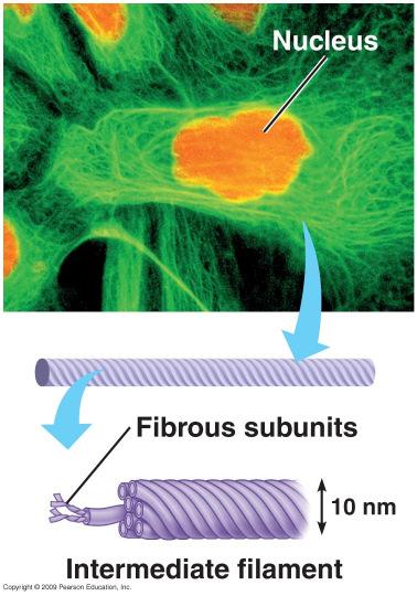 Three types of protein fibers make up the cytoskeleton Intermediate filaments: reinforce the cell
