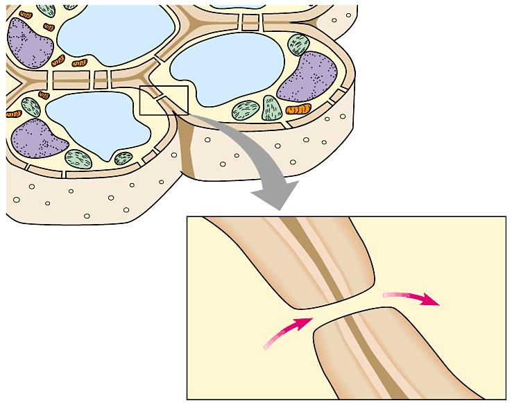 Cells are connected in multicellular organisms The cell wall of plants connects and protects plant cells. Plasmodesmata are channels that allow plant cells to communicate and share nutrients.