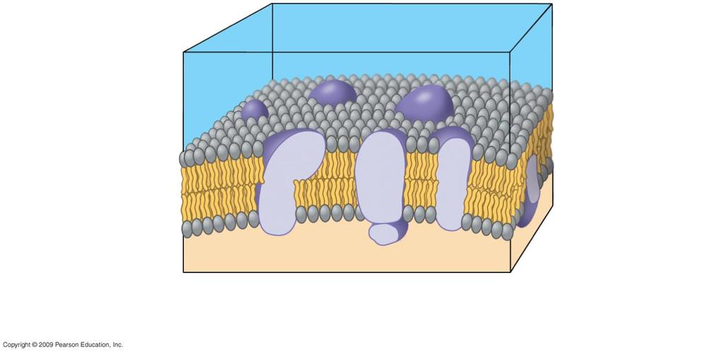 Organelle: A membrane-bound structure with a specialized function within a eukaryotic cell. Many of the chemical reactions that occur within eukaryotic cells occur within organelles.