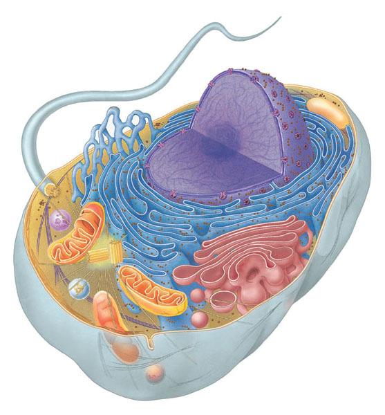 Proteins Hydrophobic region of protein Hydrophilic region of protein Typical animal cell: structures & organelles Which other organisms are eukaryotes?