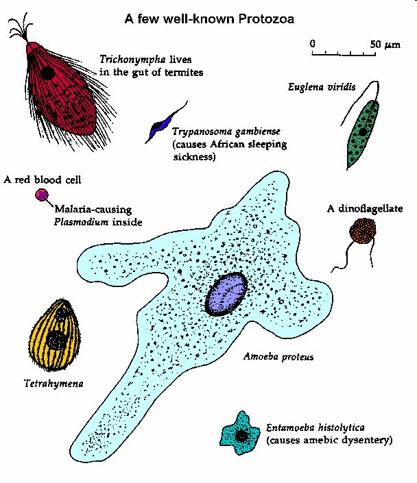 Mitochondrion Plasma membrane Protists are single celled eukaryotes Some protists cause disease Giardia, Trypanosoma (sleeping sickness), Plasmodium